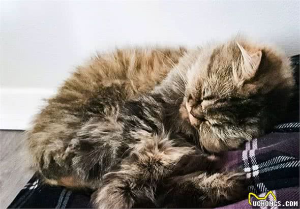 流浪猫被收养后,为感谢主人,每天早上都会将鞋子叼到主人面前