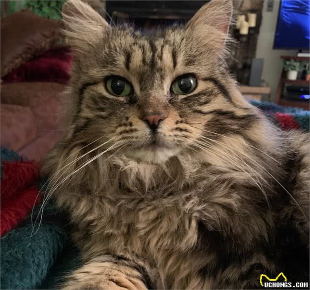 流浪猫被收养后,为感谢主人,每天早上都会将鞋子叼到主人面前