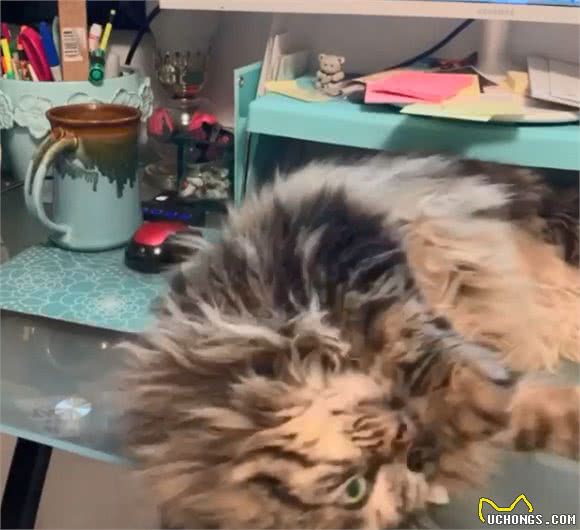 流浪猫被收养后,为感谢主人,每天早上都会将鞋子叼到主人面前