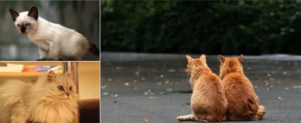新手养猫就养这5种猫，长得漂亮脾气好，还不爱伤人
