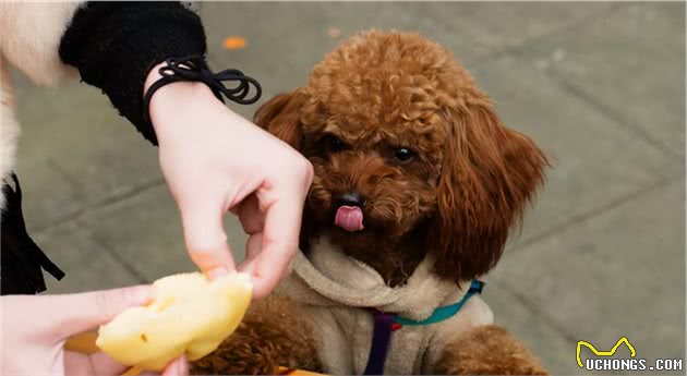 泰迪犬口臭很严重，是什么原因导致的？