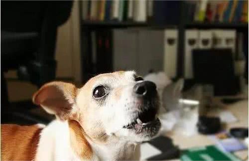 当狗狗出现这6种情况时，说明想和你争当主人了，你要注意了