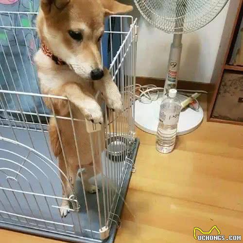 当狗狗出现这6种情况时，说明想和你争当主人了，你要注意了