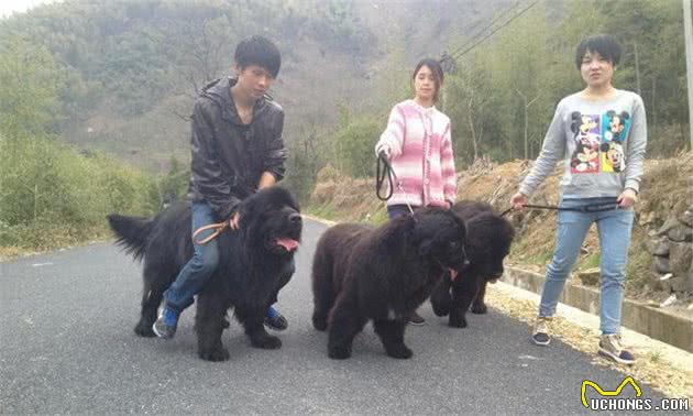 养这几种大型犬，生气时别对狗说：＂滚出去流浪”，会吓到路人的