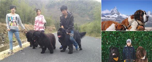 养这几种大型犬，生气时别对狗说：＂滚出去流浪”，会吓到路人的