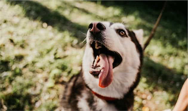 训练大型犬的方法