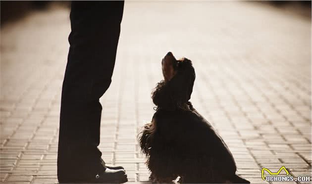 训练大型犬的方法