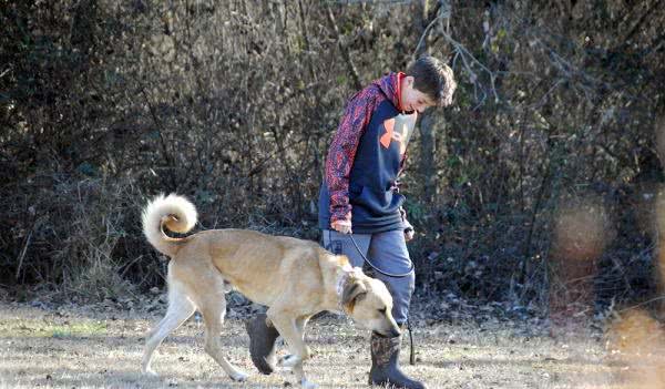 按这5点来训练，轻松简单，收获一条听话的狗狗