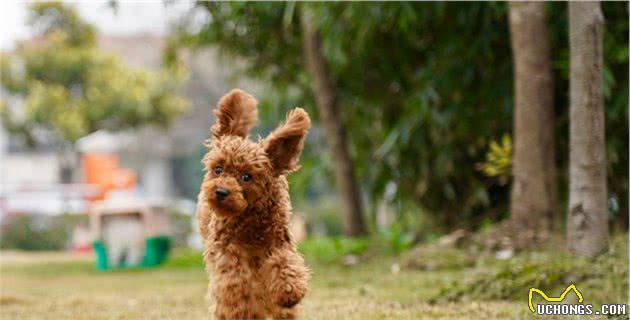 关于泰迪犬的冷知识，只有都知道了，才是真的了解泰迪