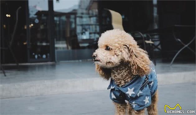 关于泰迪犬的冷知识，只有都知道了，才是真的了解泰迪