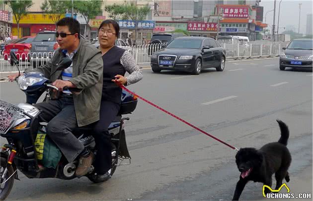 日常遛狗，这几种遛狗方式并不可取，你是不是中招了？
