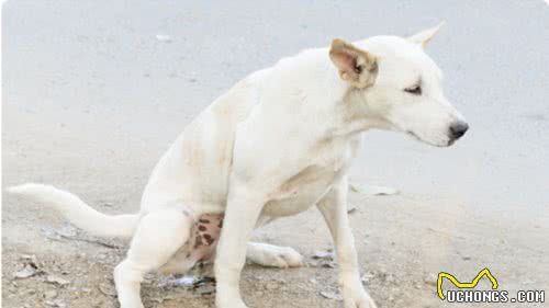 致命疾病犬肾衰，急性还是慢性？注意区别对待