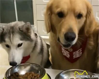 养狗攻略：按天数教你，幼犬该如何养？