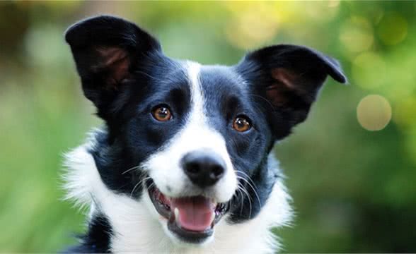 宠物托运从广州到扬州托运一只牧羊犬