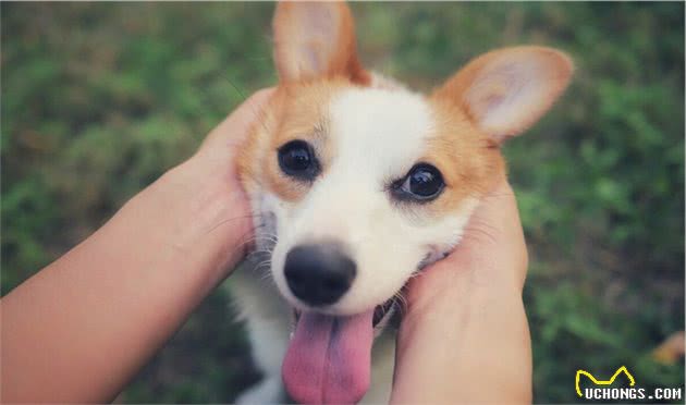 饲养注意：为了爱犬健康，请花两分钟看完