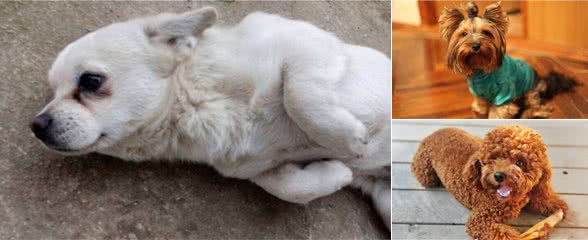 饲养注意：为了爱犬健康，请花两分钟看完