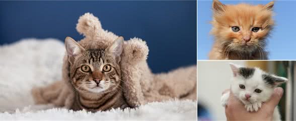 猫咪全攻略，养猫看我这一篇就够了
