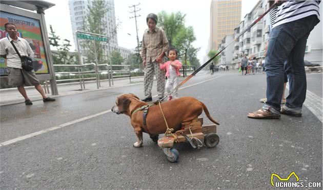 狗狗莫名其妙的尖叫是因为无聊？其实这尖叫是狗狗腰椎病疼痛引起