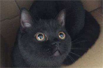 英国短毛猫，不太常见的毛色，你都见过吗？