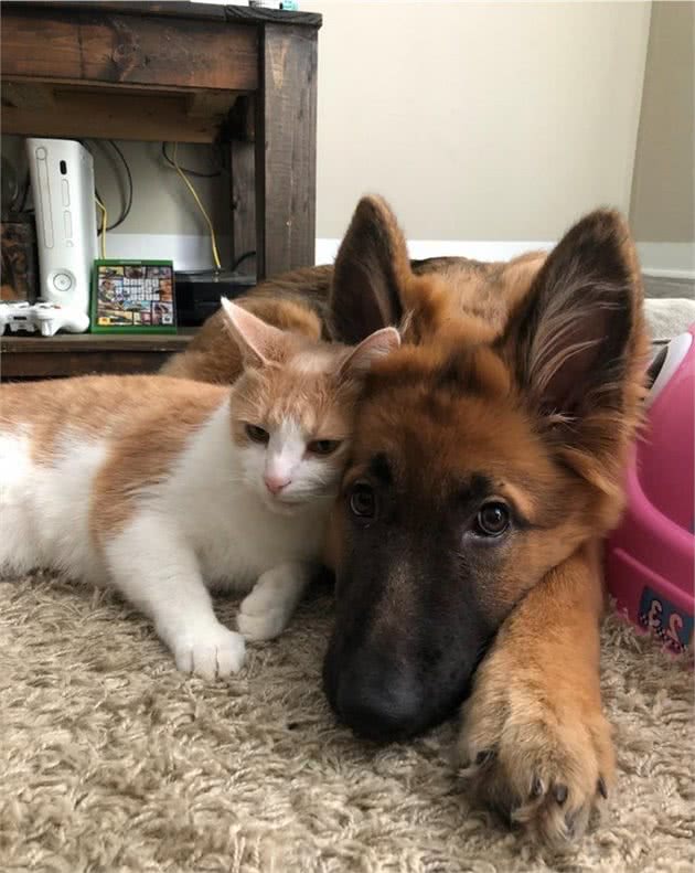 17张猫狗的可爱抱抱照，根本不是冤家啊