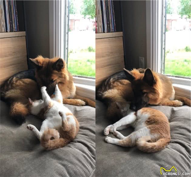 17张猫狗的可爱抱抱照，根本不是冤家啊