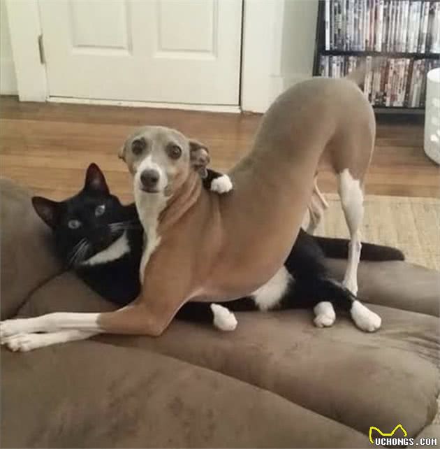 17张猫狗的可爱抱抱照，根本不是冤家啊