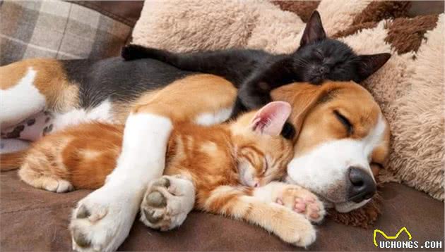 17张猫狗的可爱抱抱照，根本不是冤家啊