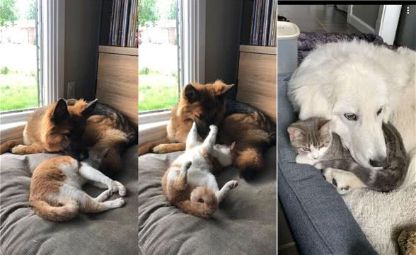 17张猫狗的可爱抱抱照，根本不是冤家啊