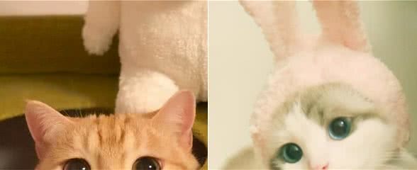 你家的猫咪听得懂自己的名字吗？没想到它们会这样！猫：我又不傻