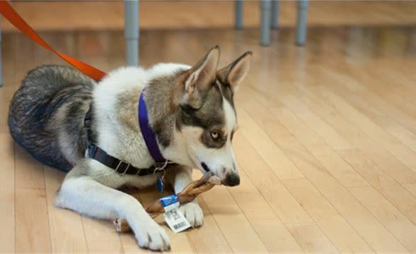 狗狗都有自己的死穴，一旦别人侵犯，狗狗可能会狂怒咬人