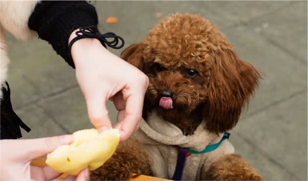 饲养泰迪犬，不管你多想省钱，这几样东西都要换一换