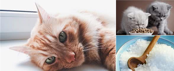 吃盐就猫die？是不是真的？