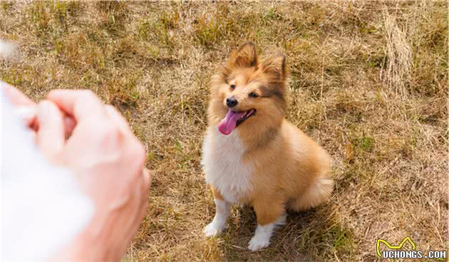 养了喜乐蒂牧羊犬以后，家里满地狗毛怎么办？