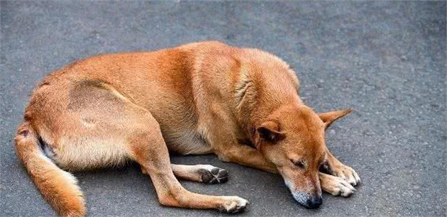 从狗狗睡姿上，看出狗对家庭的态度，带您解读狗的常见睡姿