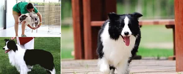 竞选警犬，智商第一的边境牧羊犬为何被拒？这才是真正的原因