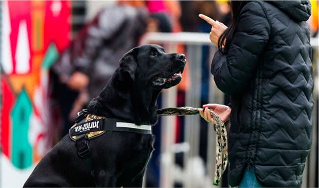 你家爱犬必须学会的5个技能，你的爱犬才会人见人爱