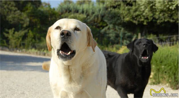 你家爱犬必须学会的5个技能，你的爱犬才会人见人爱