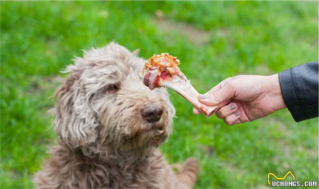 你家爱犬必须学会的5个技能，你的爱犬才会人见人爱