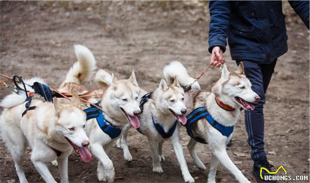 你家爱犬必须学会的5个技能，你的爱犬才会人见人爱