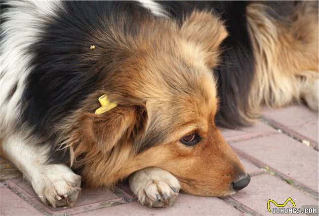 养宠小知识之：犬猫不容忽视的几大病症，早知道早预防