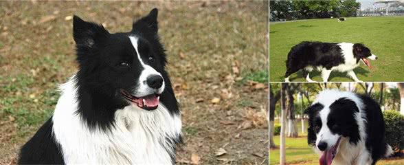 边境牧羊犬，掉毛的原因有哪些？护理应注意哪些事项？