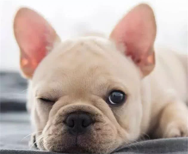 狗狗克隆:有趣的灵魂无法复制