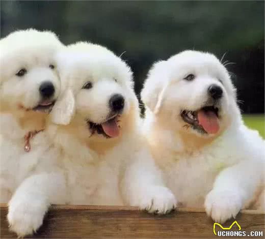 狗狗克隆:有趣的灵魂无法复制