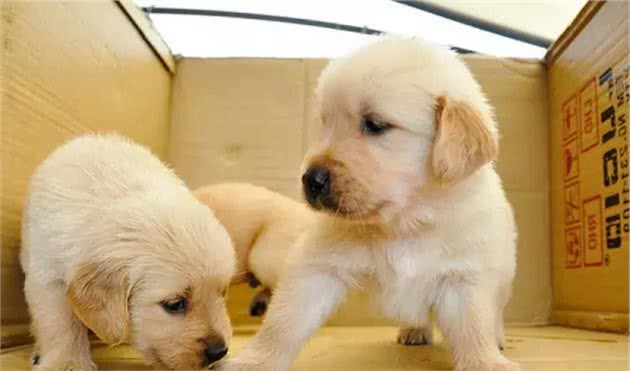 狗狗克隆:有趣的灵魂无法复制