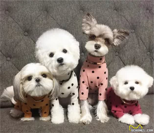 狗狗克隆:有趣的灵魂无法复制