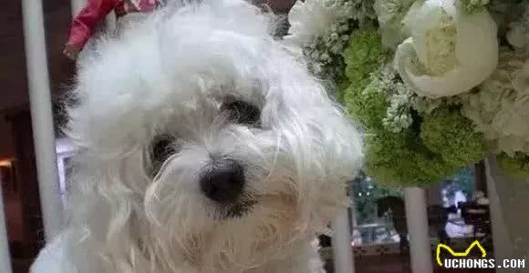 狗狗克隆:有趣的灵魂无法复制