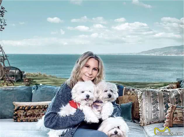 狗狗克隆:有趣的灵魂无法复制