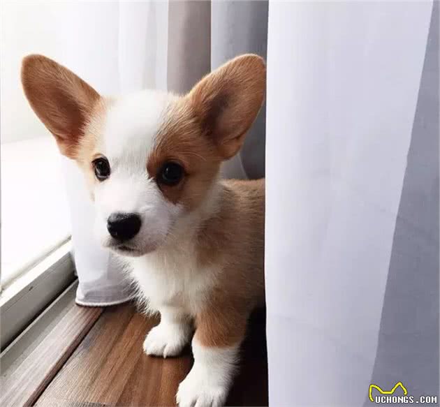 狗狗克隆:有趣的灵魂无法复制