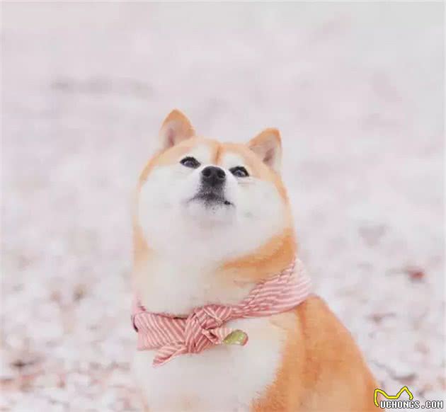 狗狗克隆:有趣的灵魂无法复制