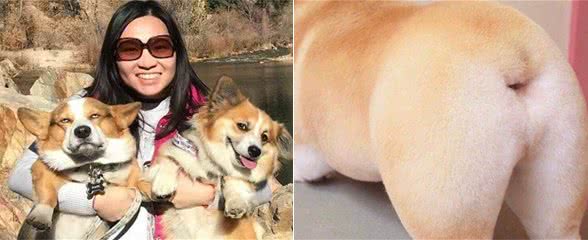 抱歉，这辈子我只爱养“柯基犬”